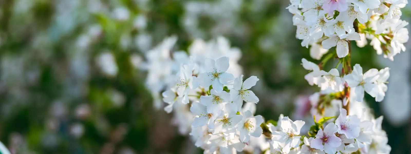 Welcome to Pennells Garden Centres!