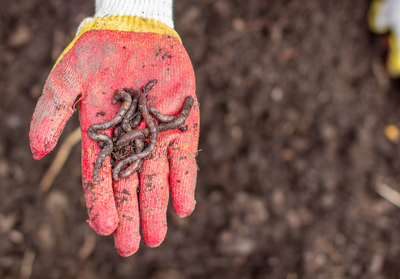 15 garden tips for October