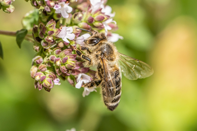 Why are pollinators so important?