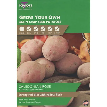 10 Caledonian Rose Main Crop Seed Potatoes