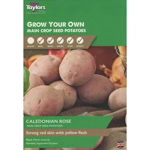 10 Caledonian Rose Main Crop Seed Potatoes