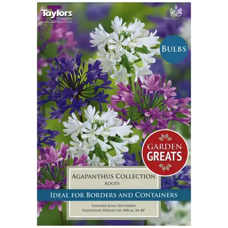 Agapanthus Collection Gg