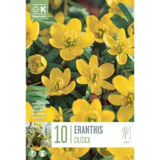 Bag Eranthis Cilicica X 10 4/+