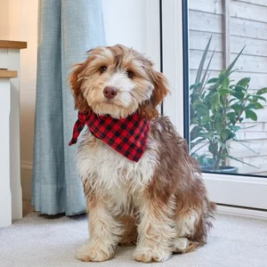 Beau Bandana - Red Check L/XL - image 1