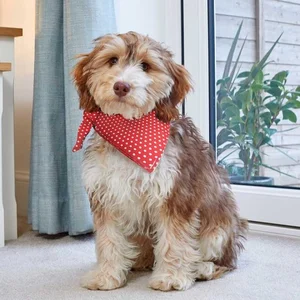 Beau Bandana - Red Polka L/XL