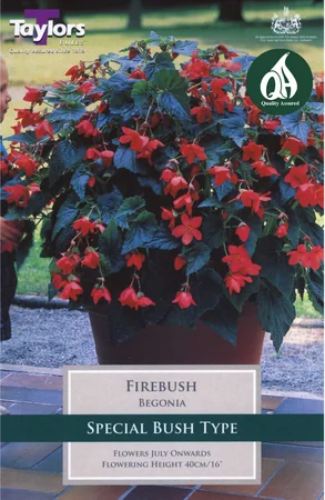 Begonia Firebush Exotic (2 tubers)