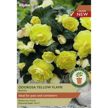 Begonia Odorosa Yellow Flame