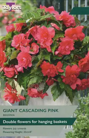 Begonia Pink Cascading (3 Tubers)