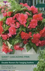 Begonia Pink Cascading (3 Tubers)