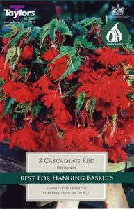 Begonia Red Cascading (3 Pack)