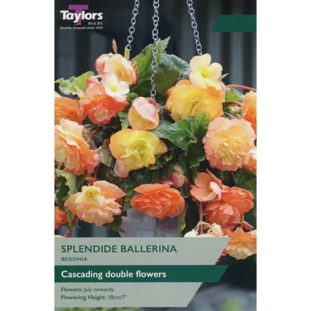 Begonia Splendide Ballerina (2 Pack)