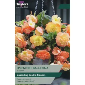 Begonia Splendide Ballerina 4-5 P/P