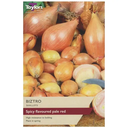 Biztro Shallot Sets (Pack of 12)