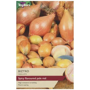 Biztro Shallot Sets (Pack of 12)