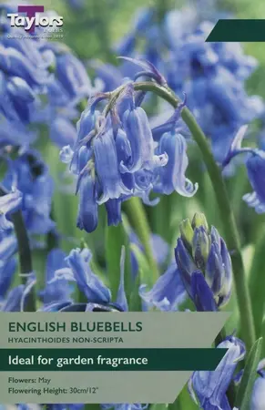 BLUEBELLS (HYACINTHOIDES NON-SCRIPTA)