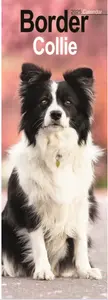 Border Collie Slim Calendar 2025 (PFP)