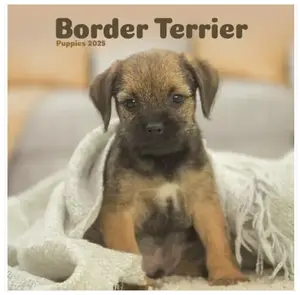 Border Terrier Puppies Mini Wall Calendar 2025 (PFP)