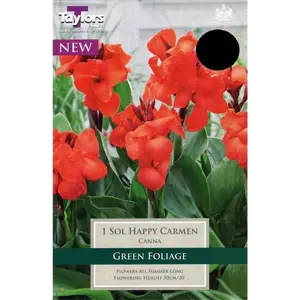 Canna Sol Happy Carmen - 1 Bulb Pack