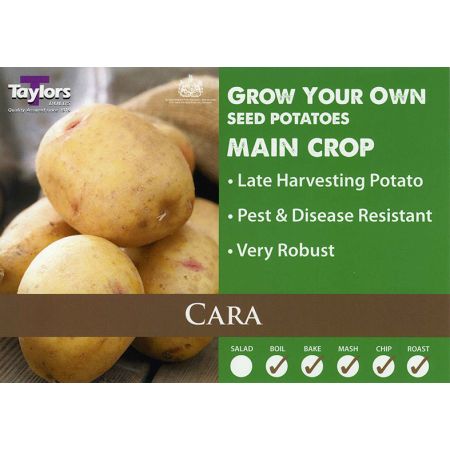 Potato Cara 35-60 2Kg