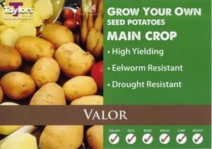 Potato Valor 35-55 2Kg