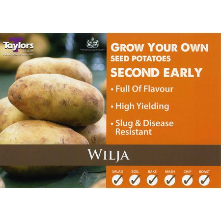 Potato Wilja 35-60 2Kg