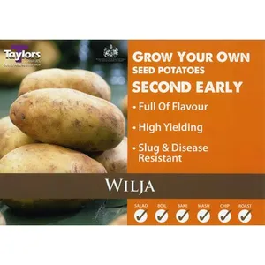 Potato Wilja 35-60 2Kg