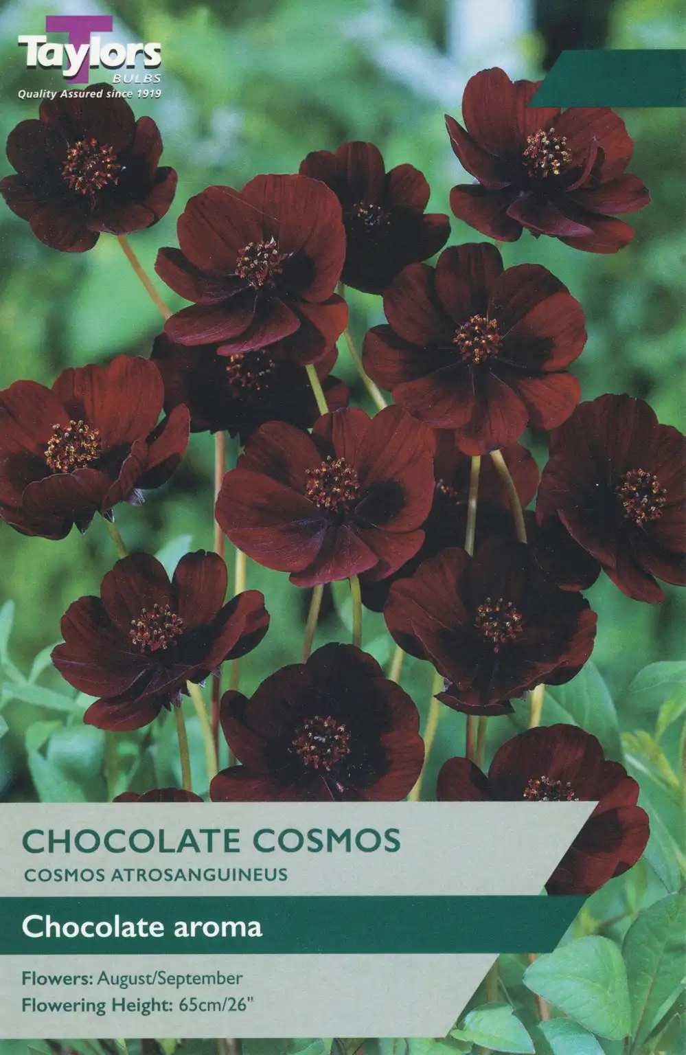 Cosmos Atrosanguineus (Chocolate Cosmos) 1 Per Pack