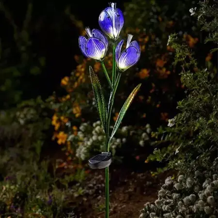 Crocus - image 1