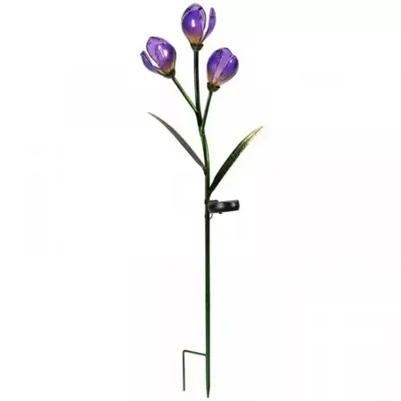 Crocus - image 2