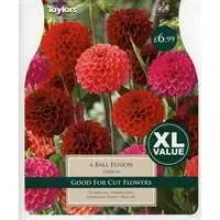 Dahlia Ball Fusion - XL Value Pack