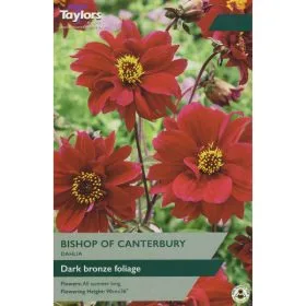 Dahlia Bishop Of Canterbury (Single Pack)