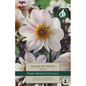 Dahlia Bishop Of Dover - 1 Bulb