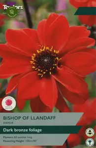 Dahlia Bishop Of Llandaff (Single Pack)