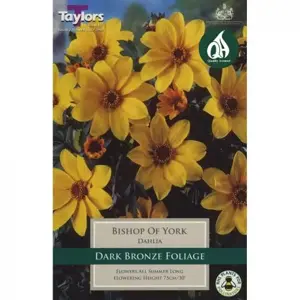 Dahlia Bishop Of York (Single Pack)