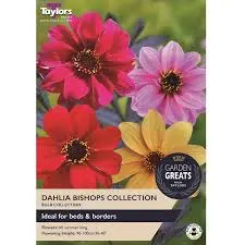 Dahlia Bishops Collection (4 Pack)