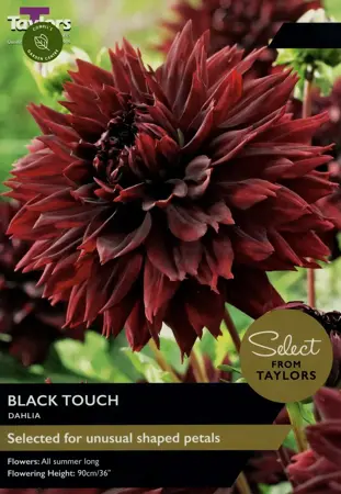 Dahlia Black Touch I Sse