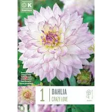 Dahlia Crazy Love (Single Pack)