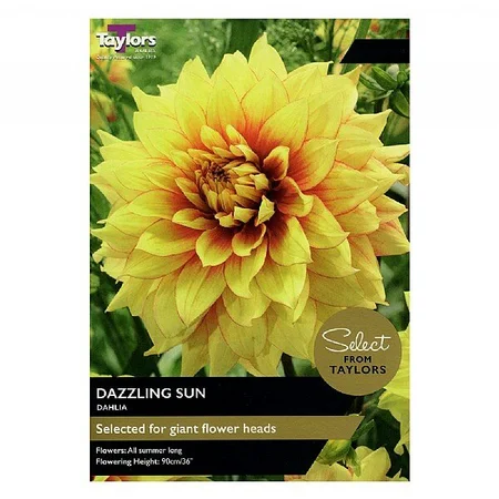 Dahlia Decorative ‘Dazzling Sun’ (2 Tubers)