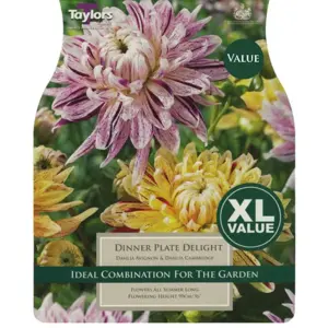 Dahlia Dinner Plate Delight I Xl