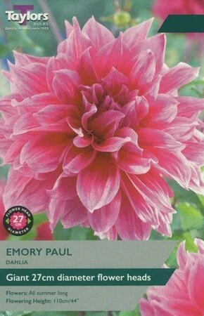 Dahlia Emory Paul (Single Pack)