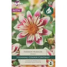 Dahlia Fashion Monger (Single Pack)