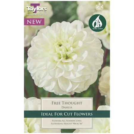 Dahlia Free Thought (Single Pack)