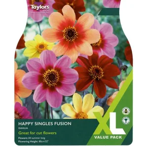 Dahlia Happy Singles Fusion (3 Pack) Xl