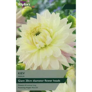 Dahlia Kiev I Bulb