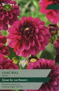 Dahlia Lilac Bull 1 Tuber