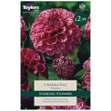 Dahlia Marble Ball (Single Pack)