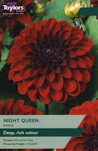 Dahlia Night Queen I P/P