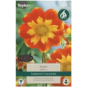 Dahlia Pooh I P/P