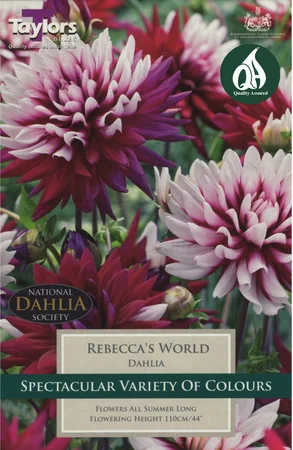 Dahlia Rebecca'S World (1 Tuber)