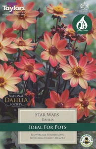 Dahlia Star Wars (Single Pack)